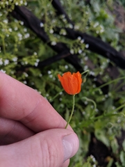 Papaver californicum