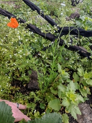 Papaver californicum