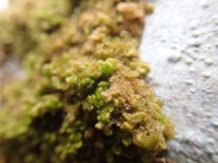 Ptilidium pulcherrimum