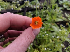 Papaver californicum