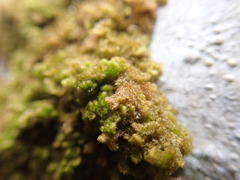 Ptilidium pulcherrimum