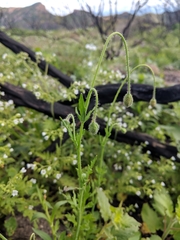 Papaver californicum