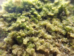 Ptilidium pulcherrimum