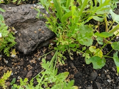 Papaver californicum