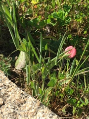 Lathyrus cicera