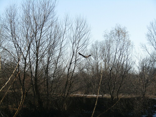 Морски орел (Haliaeetus albicilla)