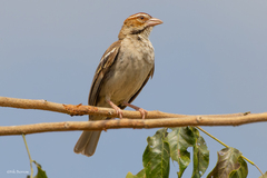Chestnut-Crowned Sparrow-Weaver photo 1