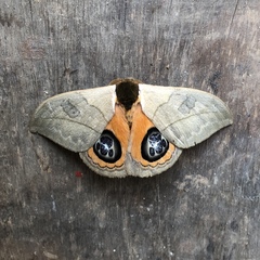 Automeris liberia