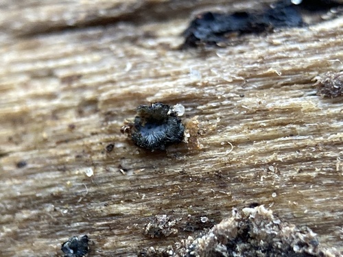 Dinemasporium