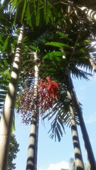 Areca triandra