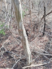 Libidibia sclerocarpa