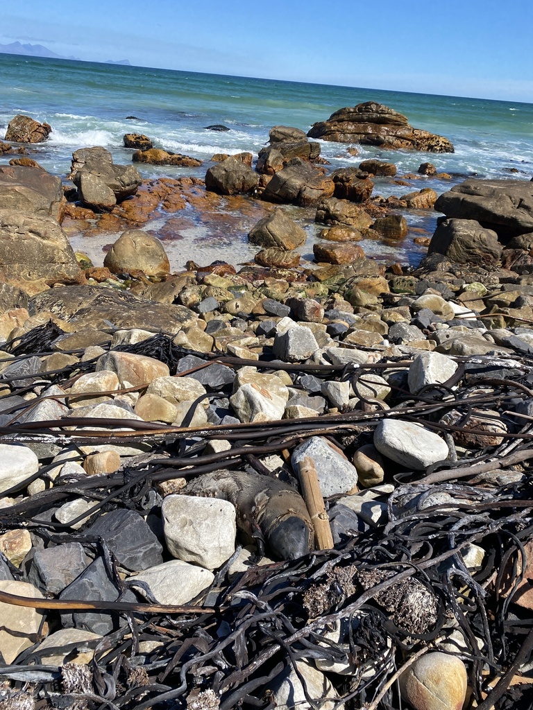 Cape Fur Seal from Main Road, Muizenberg, WC, ZA on December 17, 2023 ...
