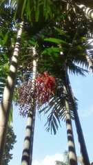 Areca triandra