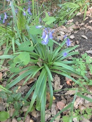 Hyacinthoides hispanica