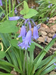 Hyacinthoides hispanica