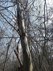 Libidibia sclerocarpa