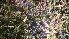 Buglossoides incrassata