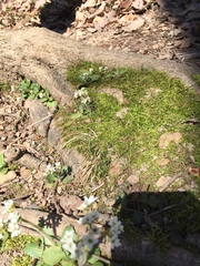 Micranthes virginiensis