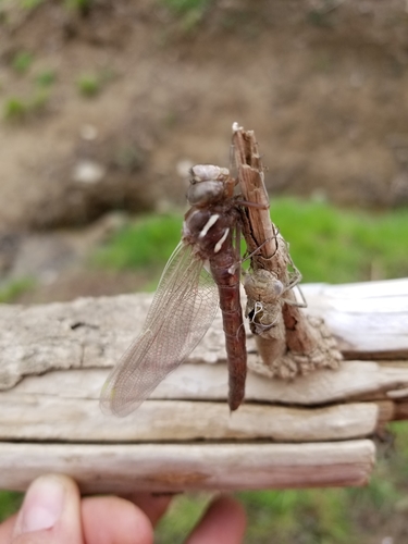 Springtime Darner photo 6