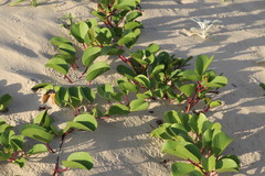 Ipomoea pes-caprae brasiliensis