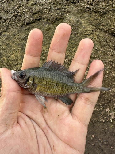 Damselfish (Chromis weberi) — Pomacentridae — 2