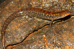 Greer's Earless Skink photo 1