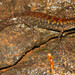 Greer's Earless Skink - Photo (c) Elena Reljic, some rights reserved (CC BY-NC), uploaded by Elena Reljic