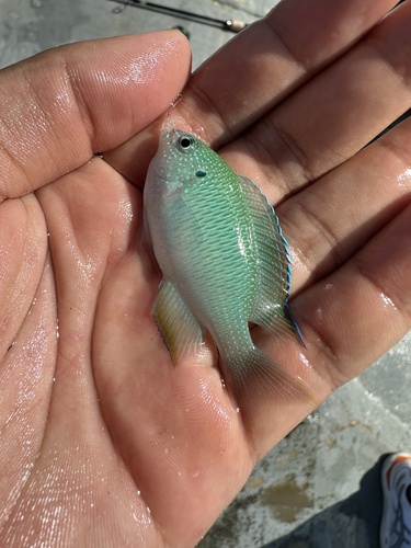Peacock Damsel — seen at this dive site