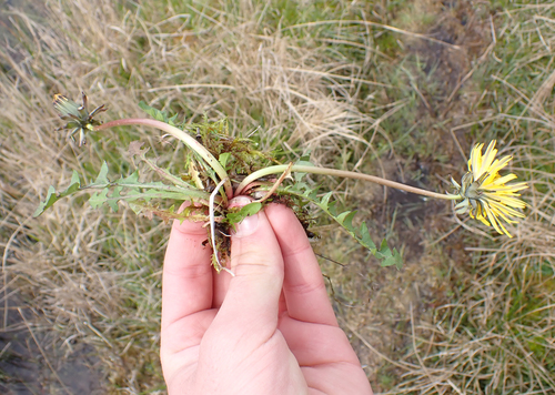 Complex Leaved Dandelion Taraxacum Subundulatum INaturalist United Kingdom