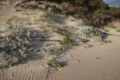 Ipomoea pes-caprae brasiliensis