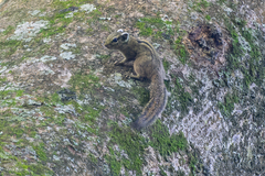 Alexander's Bush Squirrel photo 2