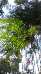 Areca triandra