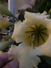 Solandra