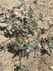 Loeseliastrum schottii