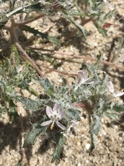 Loeseliastrum schottii