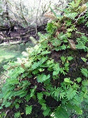 Pleopeltis minima