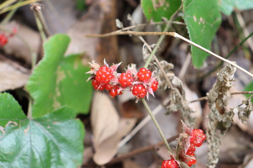Image of Rubus buergeri by (c) 岸本年郎, some rights reserved (CC BY)