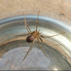 Loxosceles misteca