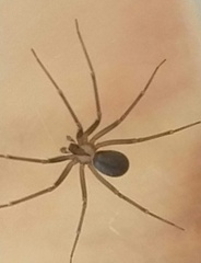 Loxosceles misteca
