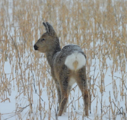 Eastern Roe Deer