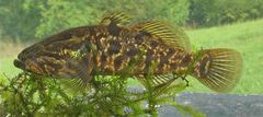 Amur Sleeper photo 2