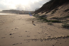 Ipomoea pes-caprae brasiliensis
