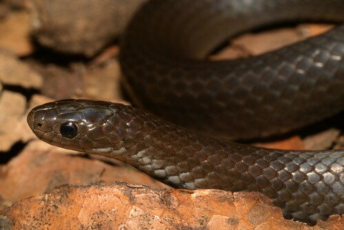 Black-bellied Slug-eater, Duberria atriventris