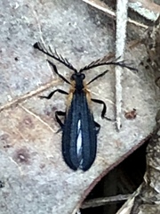 Leptoceletes basalis