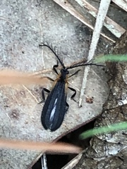 Leptoceletes basalis