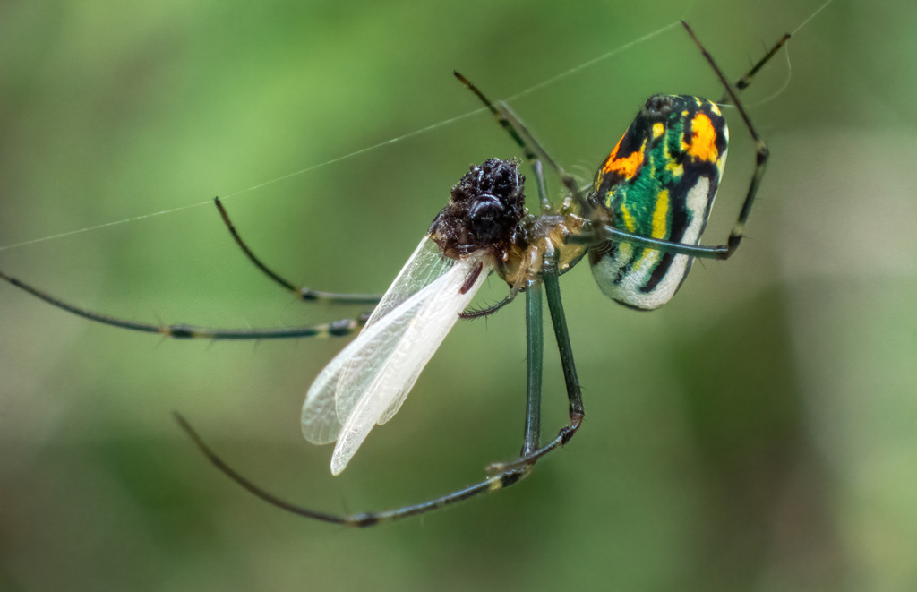 Mabel Orchard Orbweaver from Cameron County, TX, USA on December 6 ...