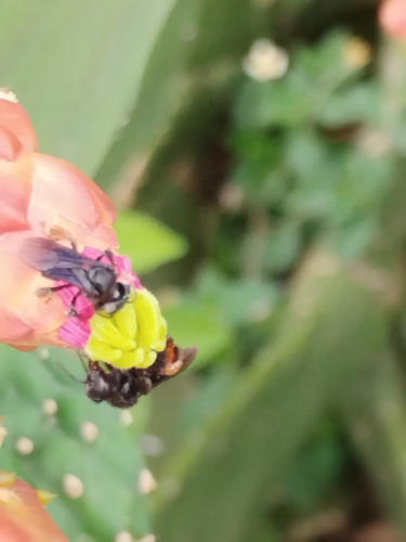 Spiny-legged Stingless bee