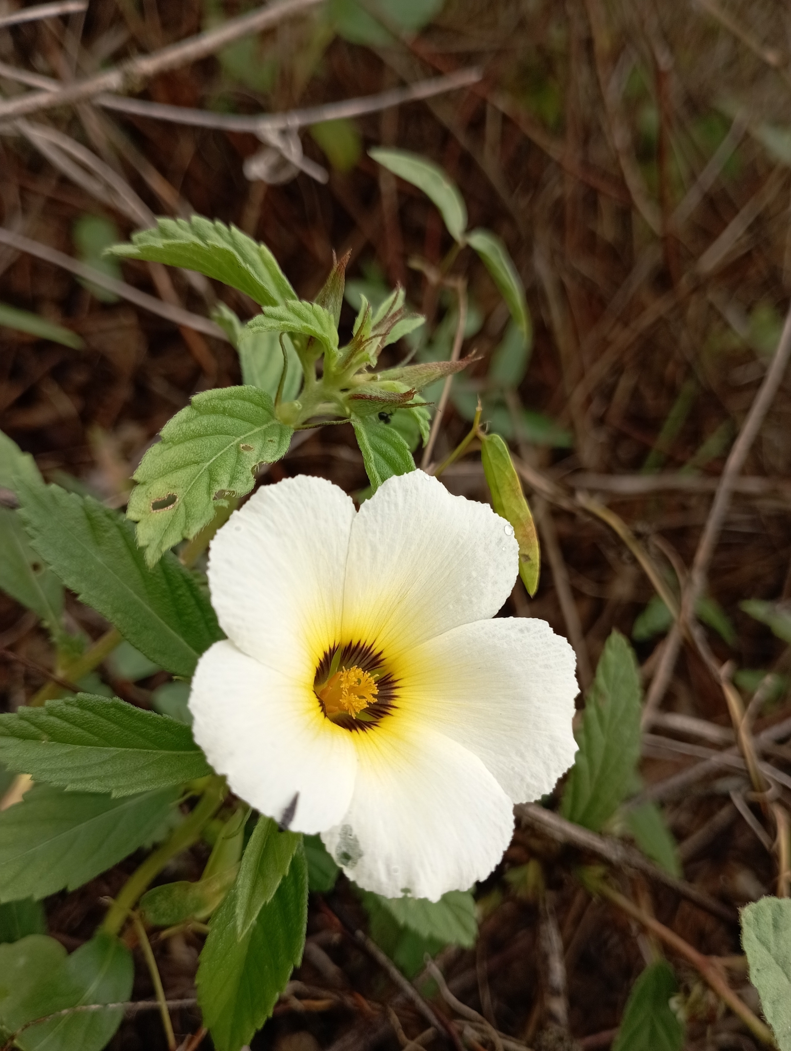 Turnera subulata