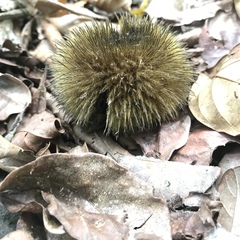 Apeiba tibourbou