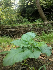 Plantago cordata